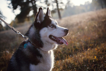 Portrait of Siberian Husky outdoors in autumn