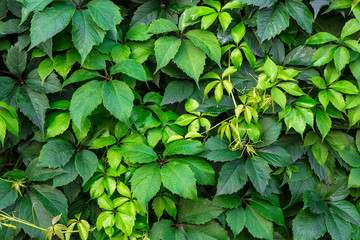 Background of green leaves