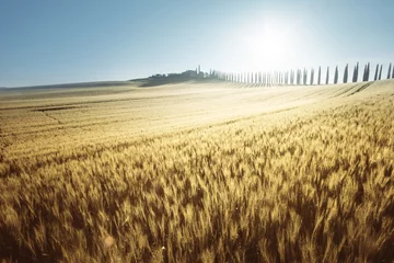 Papier Peint photo autocollant Campagne Champ de blé jaune et maison de ferme, Toscane, Italie