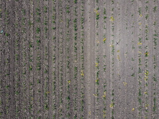 Seedlings of corn. Field of young corn. Shoots of corn on the field. Fodder corn for silage.