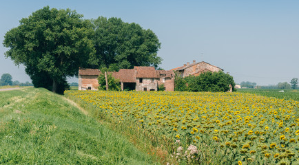 Naklejka na ściany i meble Farmhouse with giant sunflowers in Lombardy, Italy (selective focus)