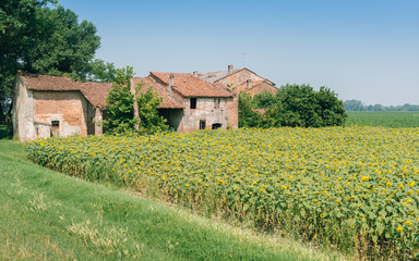 Fototapeta na wymiar Farmhouse with giant sunflowers in Lombardy, Italy (selective focus)