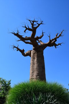 Baobab