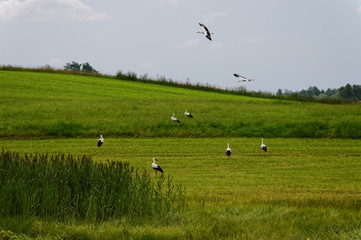A herd of storks in a rural field hunting for frogs. Beautiful green landscape.