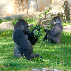 Gorilla w&auml;hrend der F&uuml;tterung