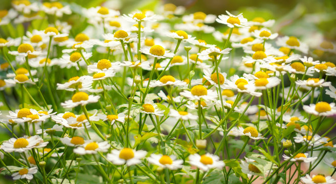 Wild flowers chamomile field daisy plant sunlight summer spring © IRINA