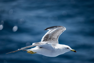 sea gull