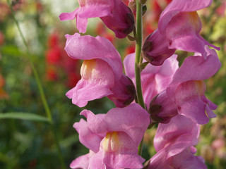 Snapdragon
