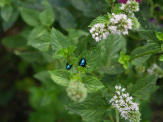 Alder leaf beetle