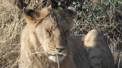 Lion Löwe Safari