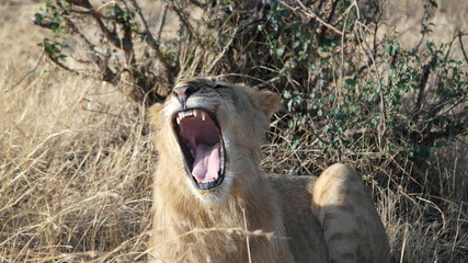 Lion Löwe Safari