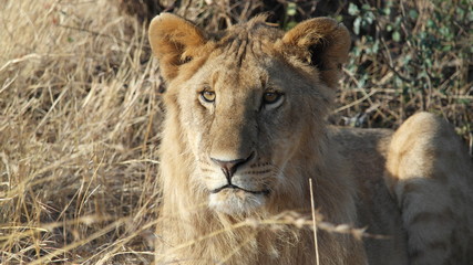 Lion Löwe Safari