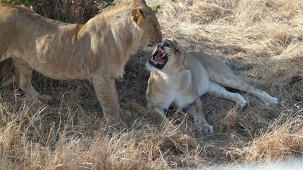 Lion L&ouml;we Safari