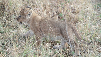 Lion Löwe Safari