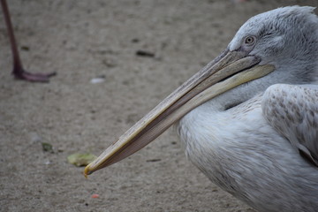 Pelican
