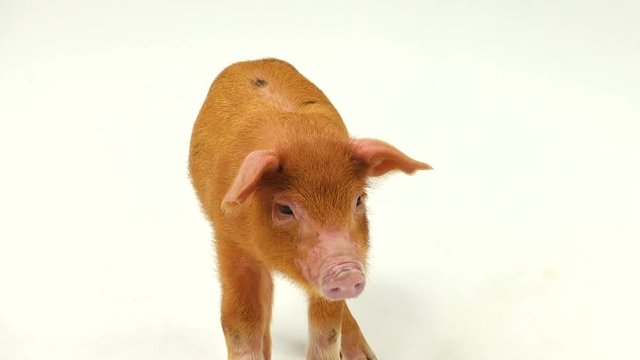 red  pig on a white background.  sound