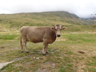 Fototapeta na wymiar Vache des montagnes