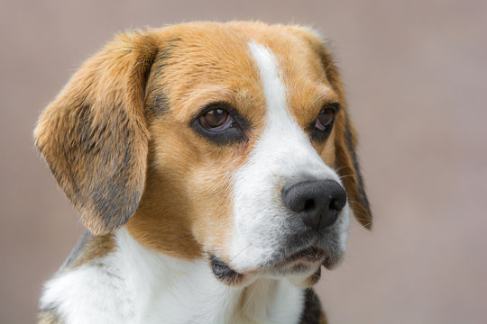 Aufmerksamer Blick eines orangen Beagle
