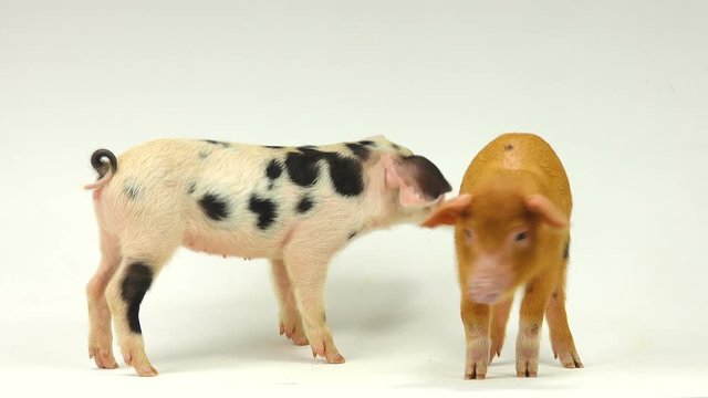 two pigs on a white background, sound