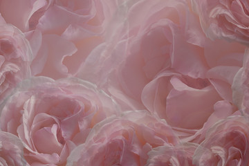 Fototapety  Kwiatowy różowo-białe piękne tło róż. Kartkę z życzeniami kwiatów róż. Kompozycja kwiatowa. Zbliżenie. Natura.