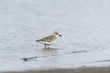 ダイゼン冬羽(Grey plover)