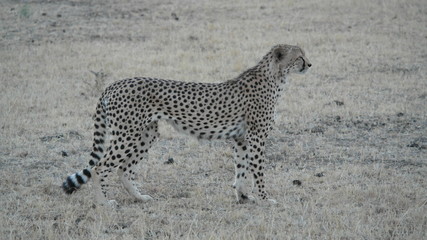 Geppard Cheetah Safari