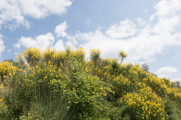 Blumen gelb 