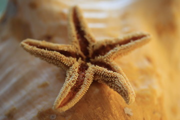 seestern natur urlaub wasser