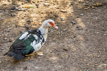 Funny Duck