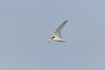 コアジサシ(little tern)