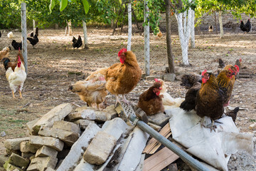 Naklejka premium Hen and rooster on traditional free range poultry farm