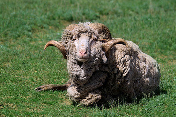 In the meadow lying bighorn ram with a lot of wool