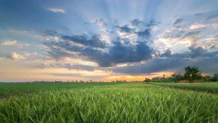 young wheat field / the dawn rising on a green field of wheat