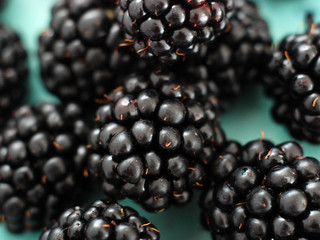 ripe blackberries fruits , studio shot