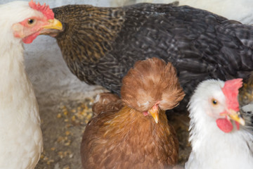 Chickens on traditional free range poultry farm