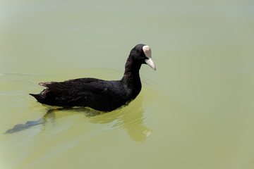 Coot Floating in the Pond
