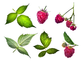 Raspberries illustration. Design elements.