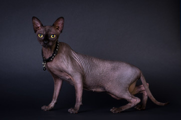 Black sphinx portrait cat