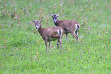 Europäischer Mufflon in Sachsen
