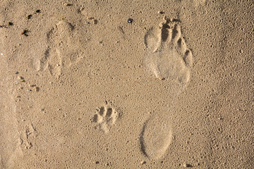 small dog and humans feet prints on a wet sand