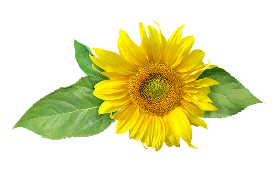 Sunflower flower with leaves isolated on white background with clipping path.