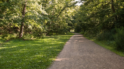 Dirt road through the woods with a small meadow on the left side