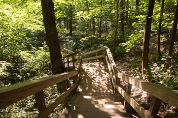 Set of steps with sunlight and shadows leading down into the woods. 