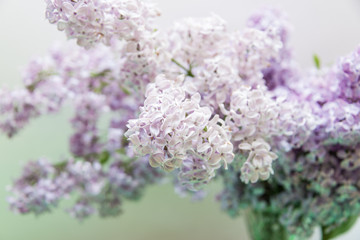Flowering of lilac