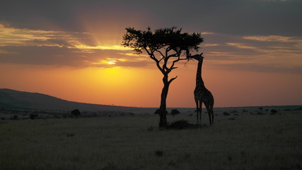 Fototapeta na wymiar Giraffe 