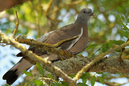 3 Best Pigeon De Profil Images Stock Photos Vectors Adobe Stock