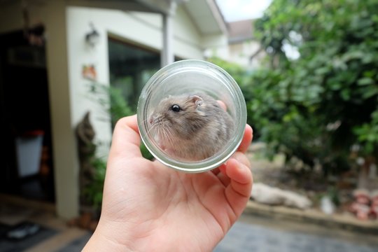 A cute winter white hamster sitting in a glass cup