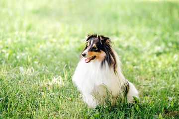portrait of  dog puppy  Shetland Sheepdog isitting on grass on nature background. collie  playing
