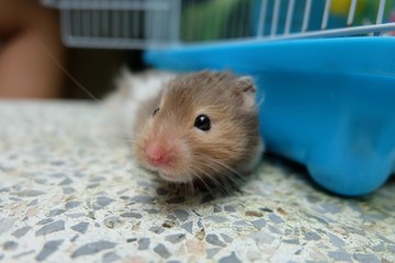 Close-up of a tiny hamster walking, selective focus.