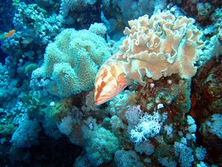 Red Epinephelinae Grouper in the Red Sea   